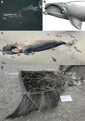 Characterizing the Duration and Severity of Fishing Gear Entanglement on a North Atlantic Right Whale (Eubalaena glacialis) Using Stable Isotopes, Steroid and Thyroid Hormones in Baleen